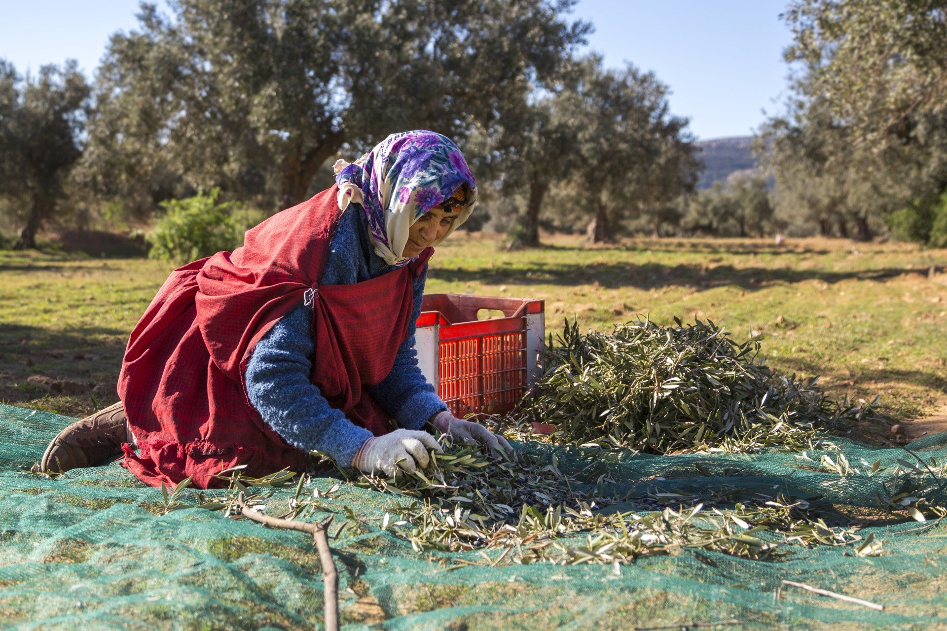Ancient olive tree in the Tunisian Sahel